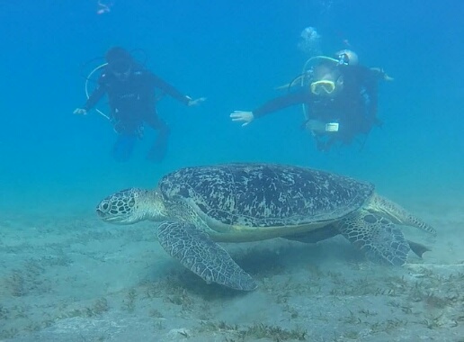 Duiken in Egypte